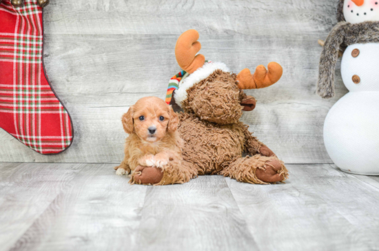 Cavapoo Puppy for Adoption