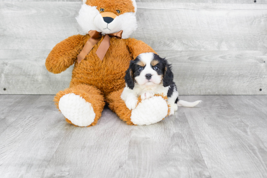 Cavalier King Charles Spaniel Puppy for Adoption