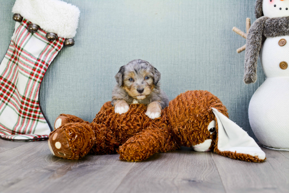 Energetic Aussiepoo Poodle Mix Puppy