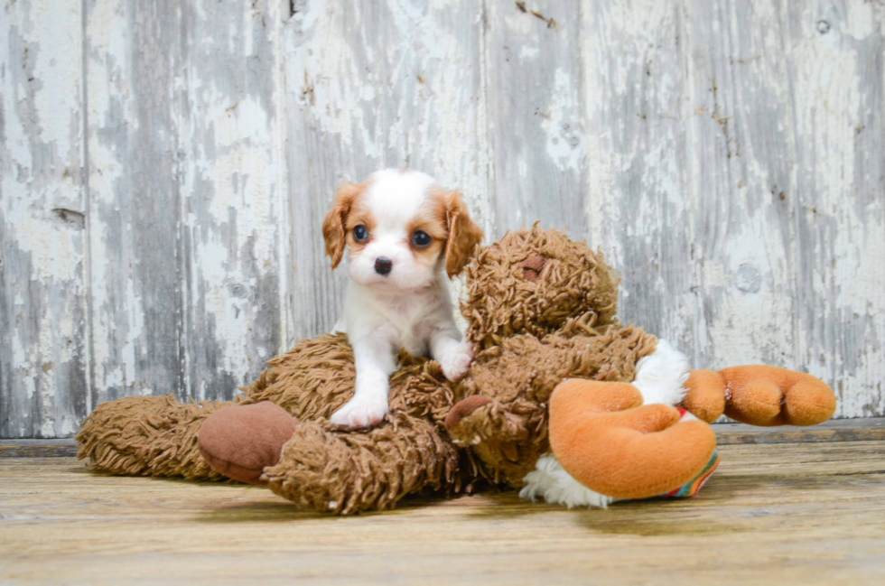 Popular Cavalier King Charles Spaniel Baby