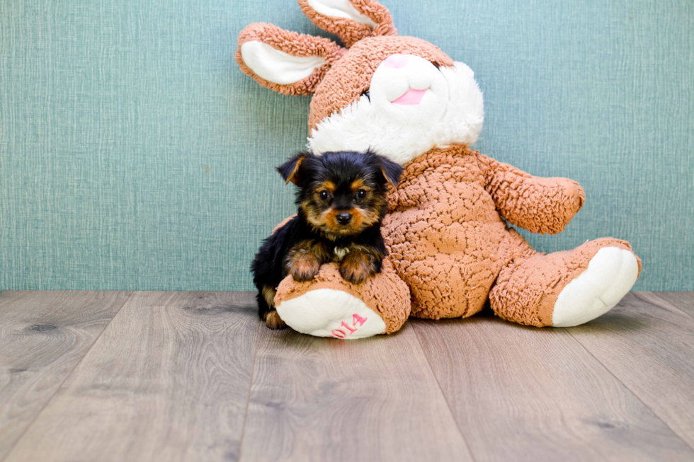 Meet  Joey - our Yorkshire Terrier Puppy Photo 