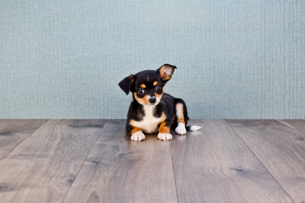 Chihuahua Pup Being Cute