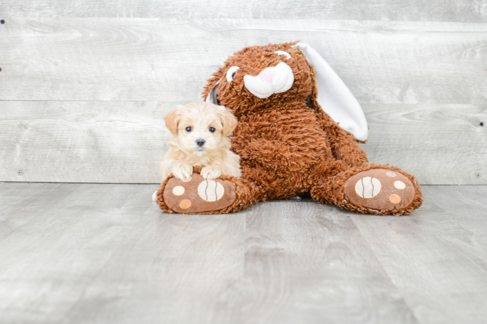 Fluffy Maltipoo Poodle Mix Pup