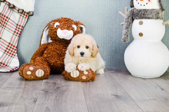 Maltipoo Pup Being Cute