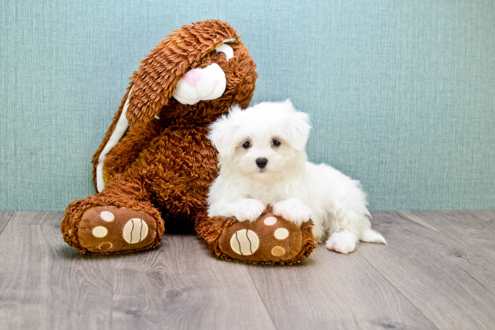 Maltese Pup Being Cute