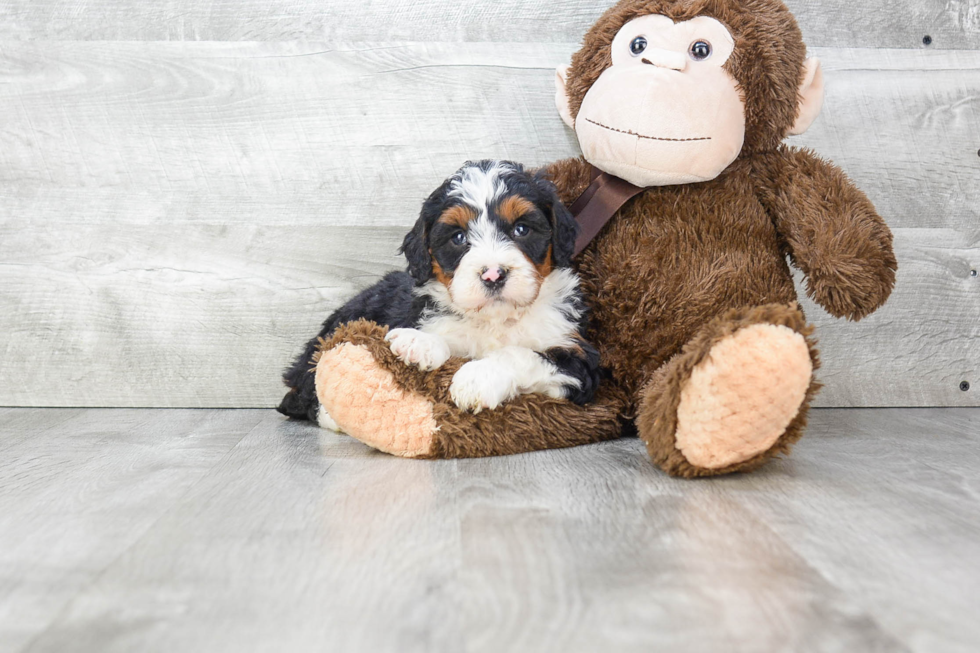 Mini Bernedoodle Puppy for Adoption