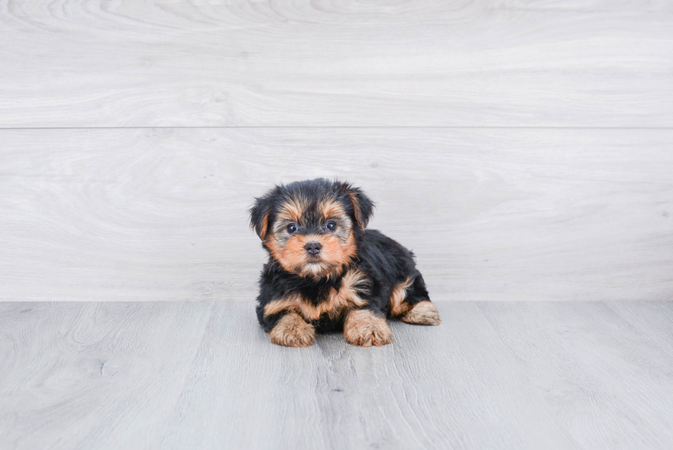 Meet Goldie - our Yorkshire Terrier Puppy Photo 