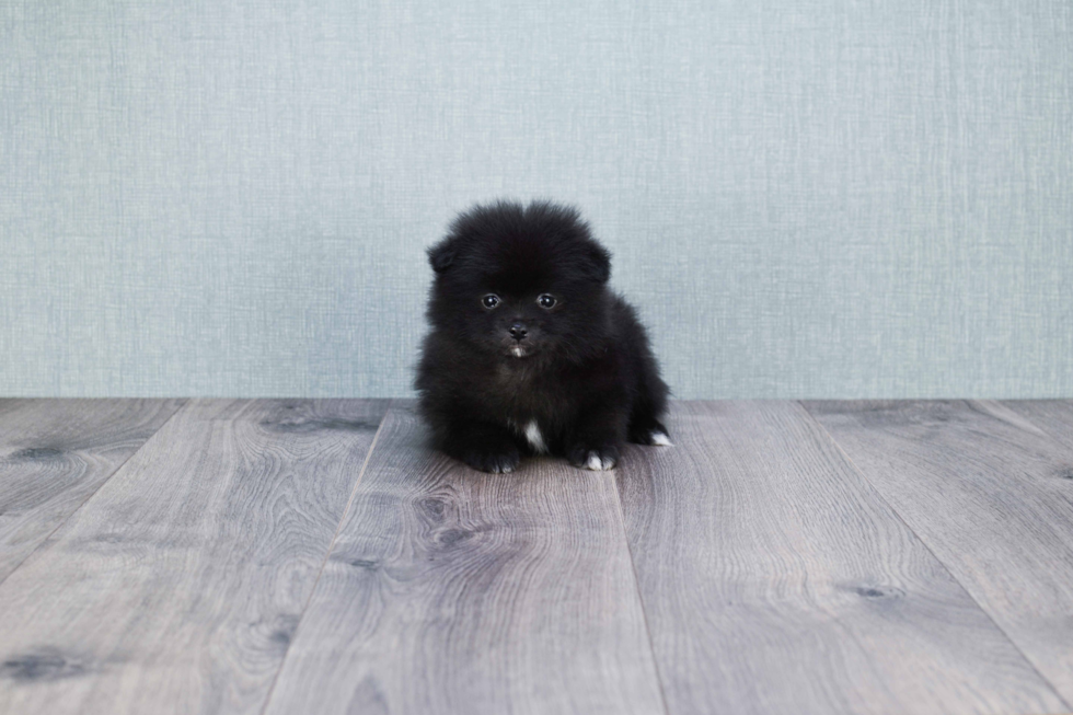 Popular Pomeranian Purebred Pup