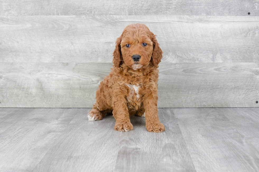 Mini Goldendoodle Puppy for Adoption