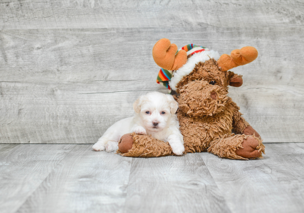 Friendly Teddy Bear Baby