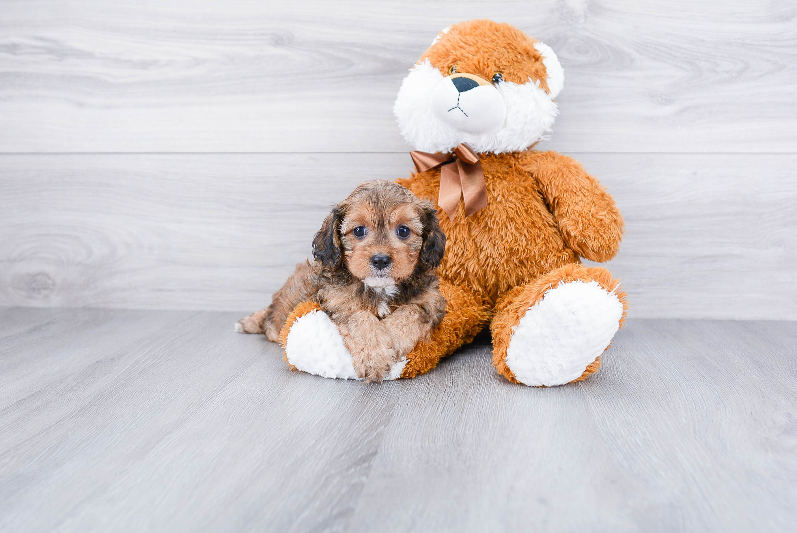 Hypoallergenic Cavoodle Poodle Mix Puppy