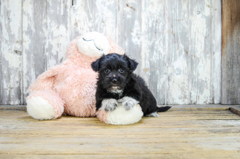 Happy Morkie Baby