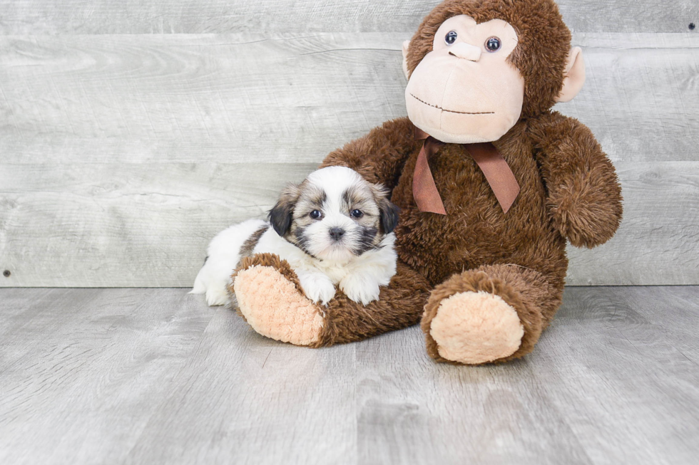 Teddy Bear Pup Being Cute