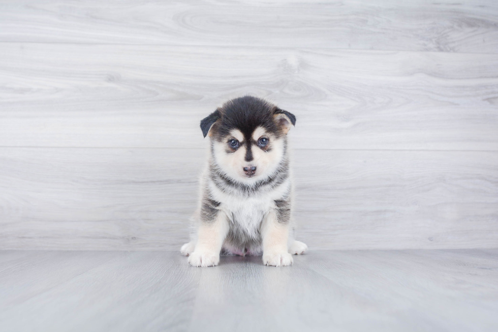 Best Pomsky Baby