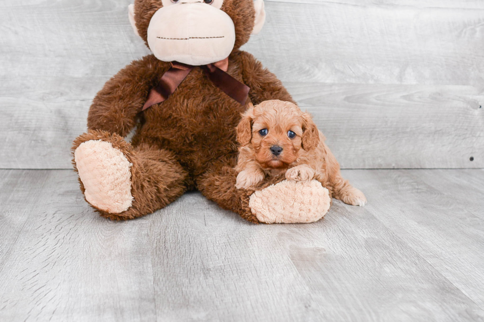 Small Cavapoo Baby