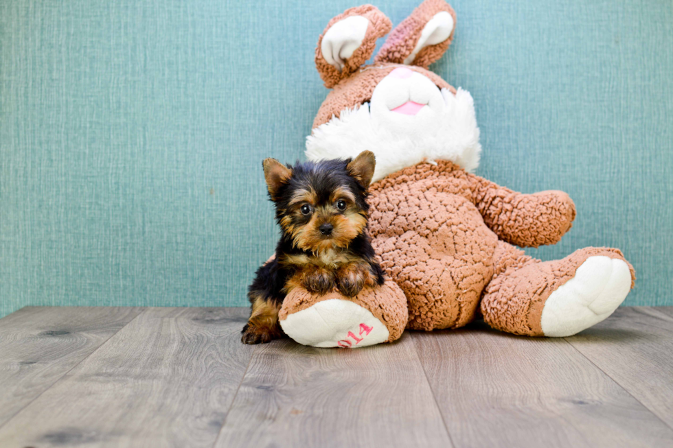 Meet Beckham - our Yorkshire Terrier Puppy Photo 