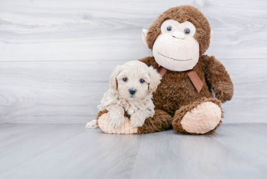 Funny Maltipoo Poodle Mix Pup