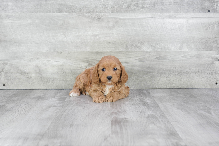 Adorable Cavoodle Poodle Mix Puppy