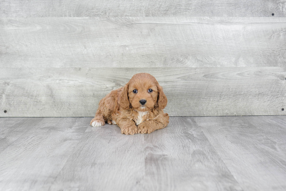 Adorable Cavoodle Poodle Mix Puppy