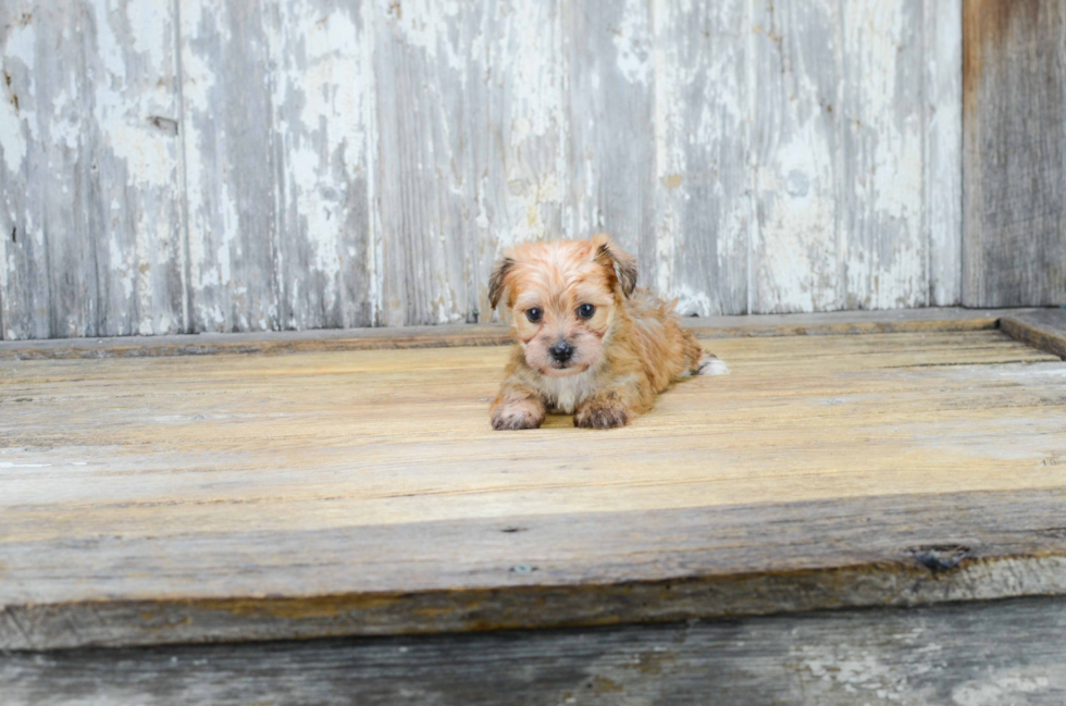 Small Morkie Baby