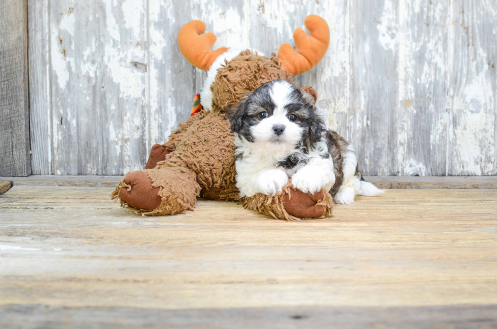 Teddy Bear Pup Being Cute