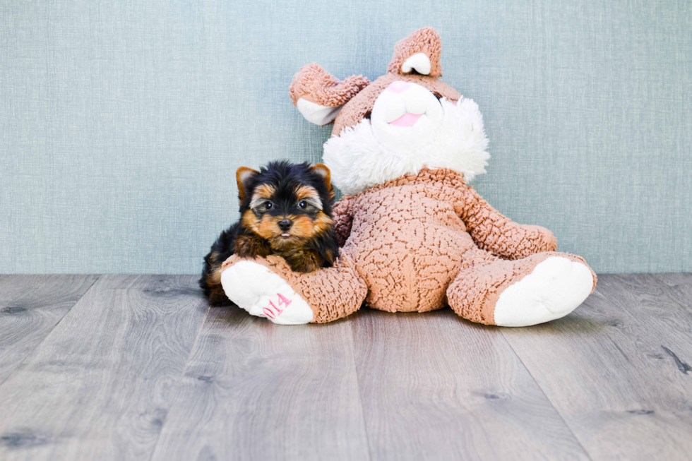 Meet Trigger - our Yorkshire Terrier Puppy Photo 