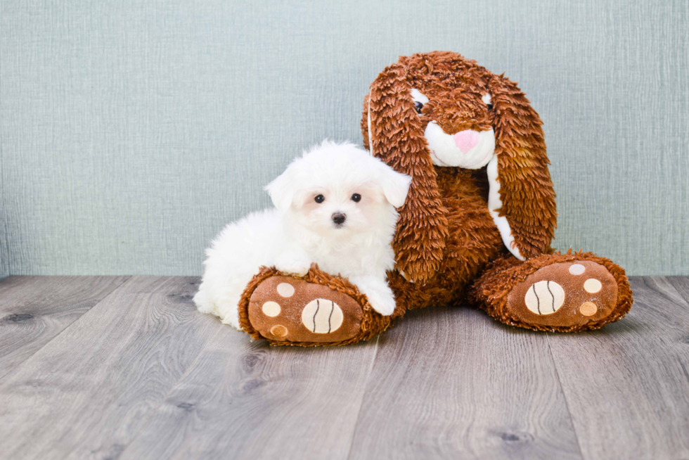 Friendly Maltese Purebred Pup