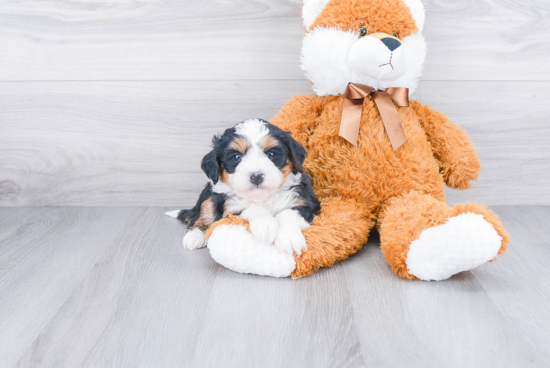 Mini Bernedoodle Puppy for Adoption