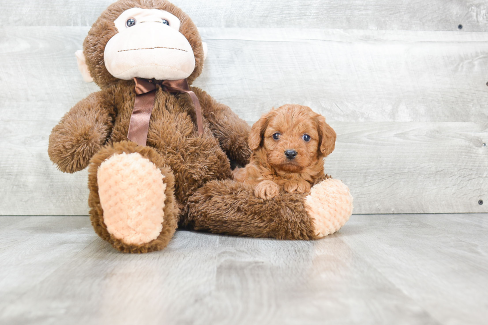 Cavapoo Pup Being Cute