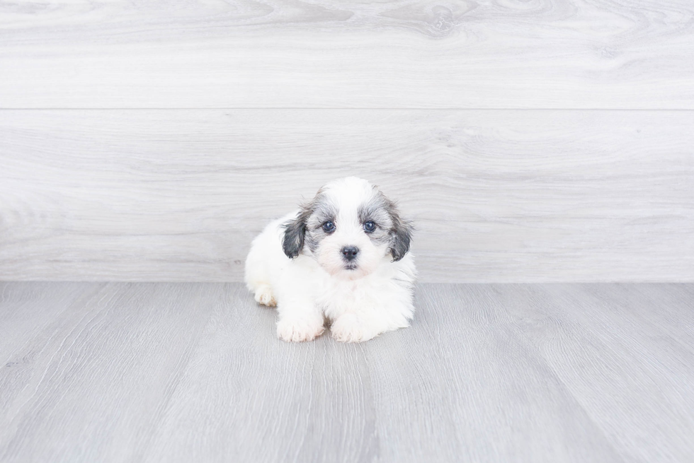 Little Shi Chon Designer Puppy