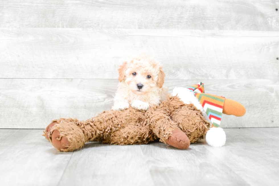 Small Maltipoo Baby