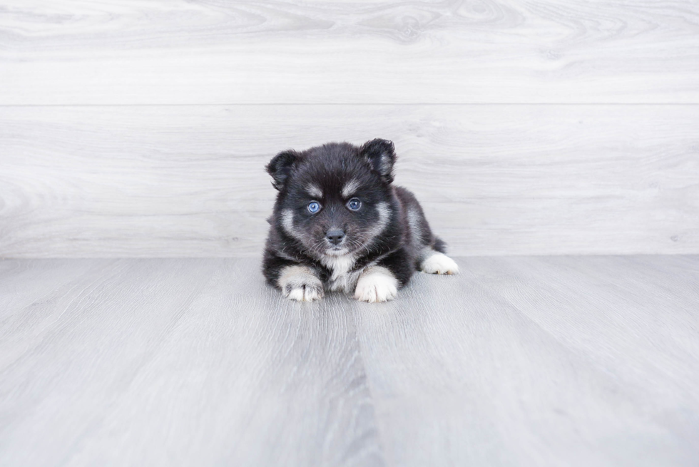 Sweet Pomsky Baby