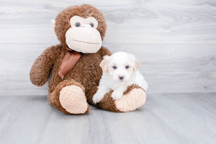 Petite Havanese Purebred Puppy