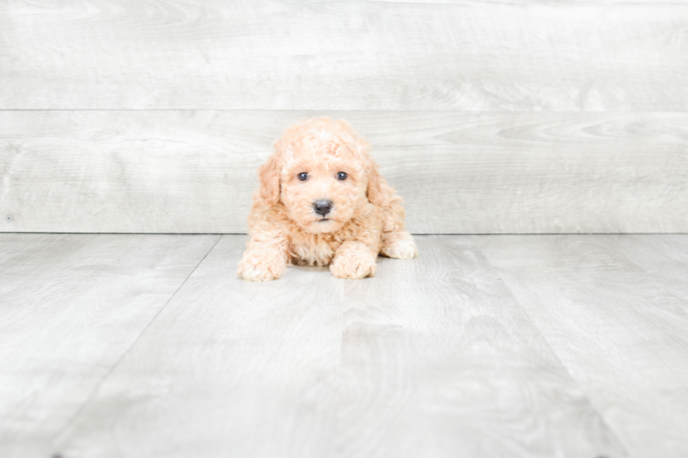 Friendly Maltipoo Baby