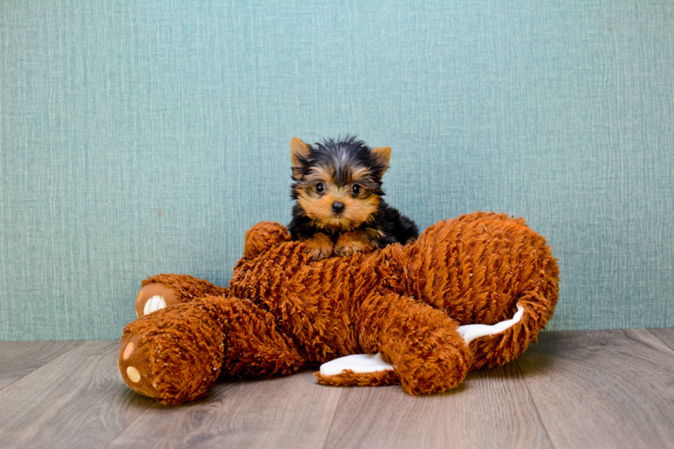 Meet Giselle - our Yorkshire Terrier Puppy Photo 