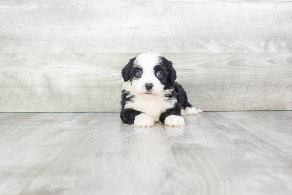 Mini Bernedoodle Pup Being Cute