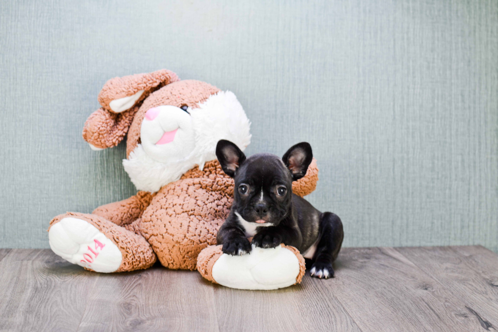 Small French Bulldog Baby