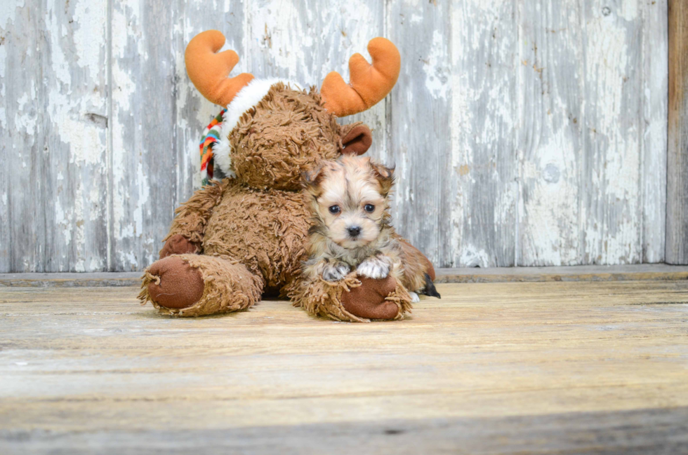 Morkie Pup Being Cute