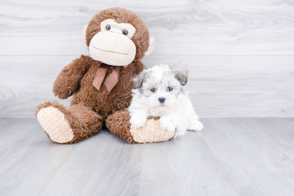 Havanese Pup Being Cute