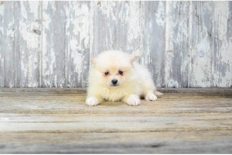 Energetic Pomeranian Purebred Puppy