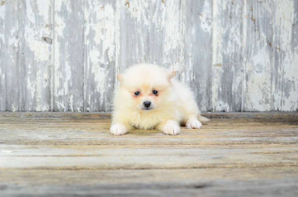 Energetic Pomeranian Purebred Puppy