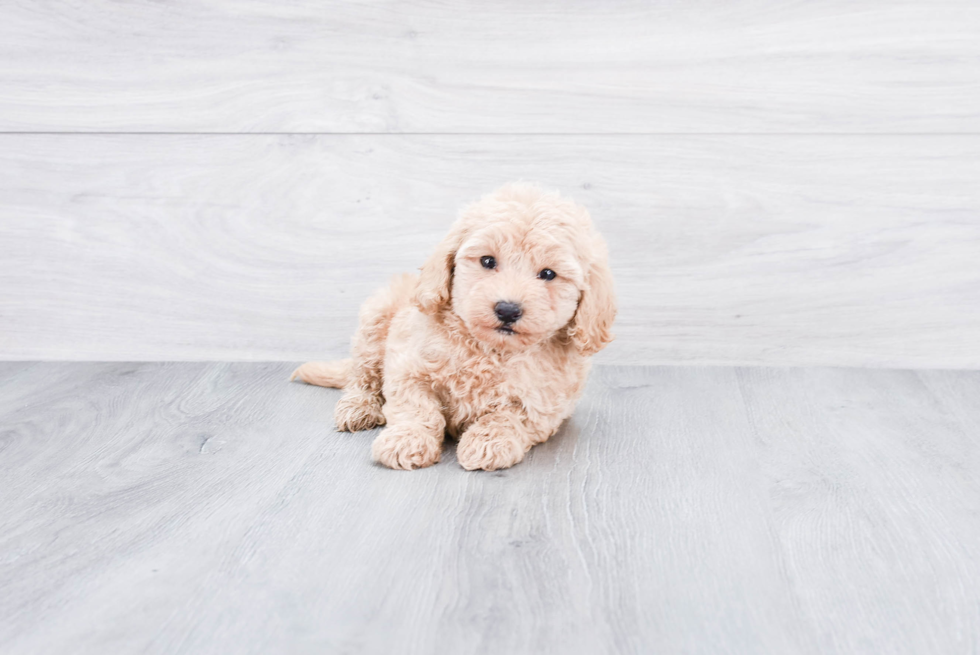 Playful Golden Retriever Poodle Mix Puppy