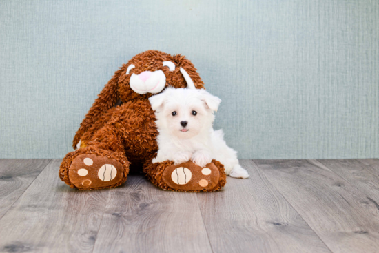 Cute Maltese Purebred Puppy