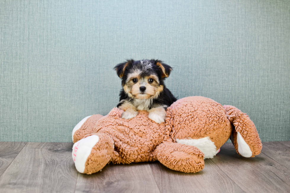 Happy Morkie Baby