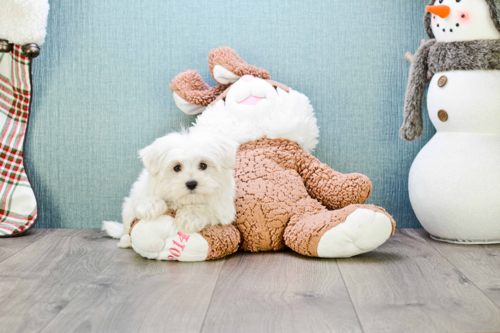 Maltese Puppy for Adoption