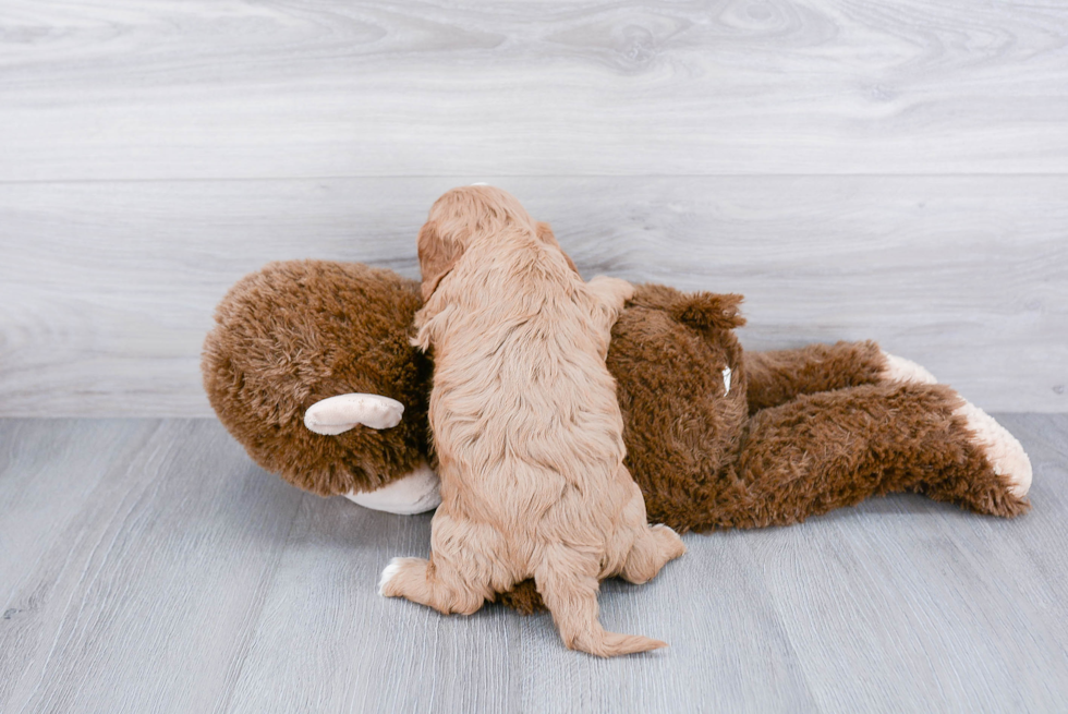 Smart Cavapoo Poodle Mix Pup