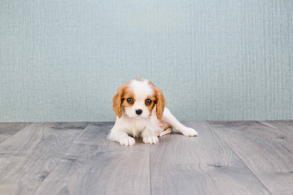 Cavalier King Charles Spaniel Puppy for Adoption