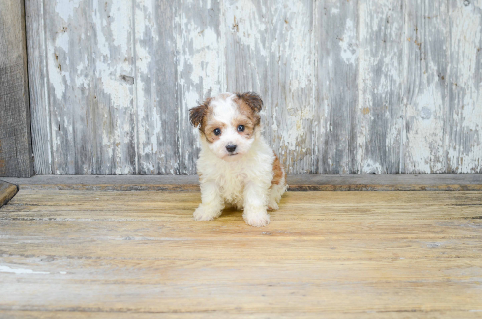 Morkie Pup Being Cute