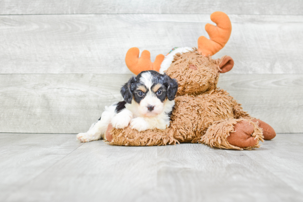 Cute Cavachon Baby