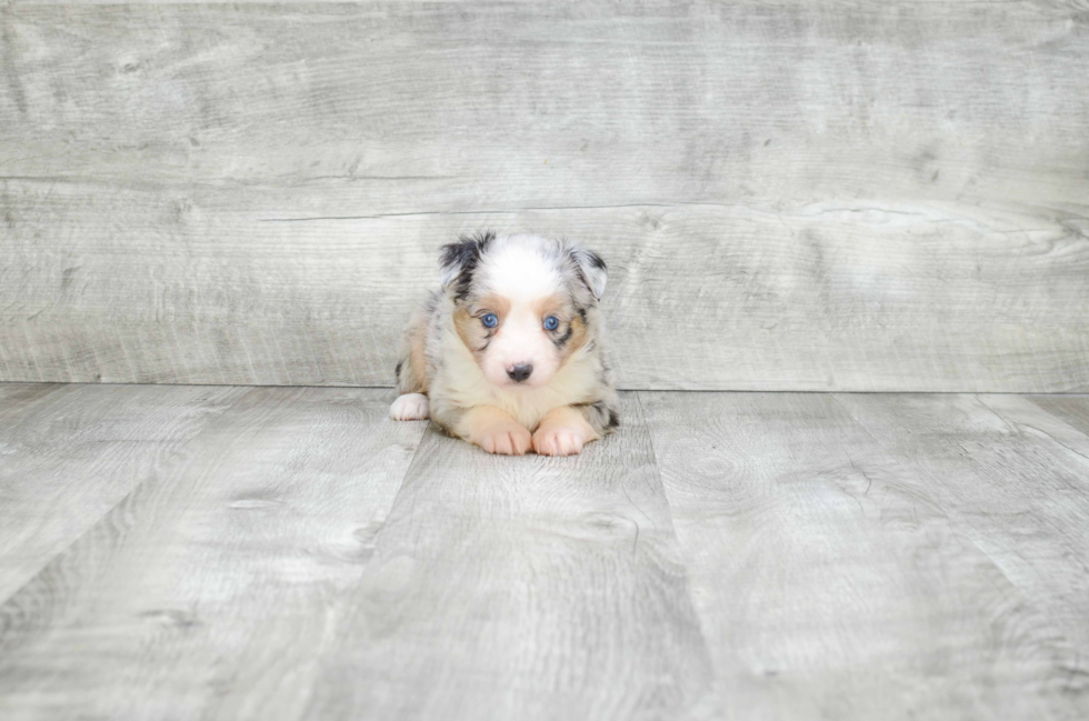 Mini Aussiedoodle Pup Being Cute